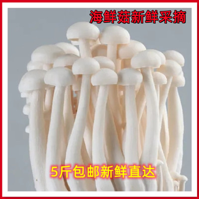 食用菌菇海鲜菇海鲜菇新鲜食用