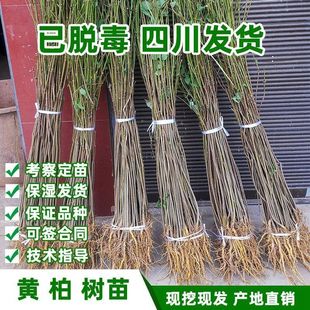 黄柏树苗厚皮川黄柏中药材剥皮卖经济作物南北方种植基地现挖现发