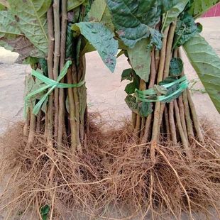 枇杷实生树苗未嫁接枇杷砧木原生苗野生枇杷苗直生苗嫁接各种枇杷