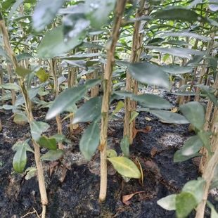 四川红桔苗新鲜枳壳枸橘树苗刺桔铁篱笆绿篱嫁接柑橘枳实苗铁篱笆