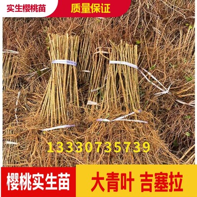 樱桃实生苗大青叶吉塞拉砧木野生樱桃苗原生苗基地直销现卖现挖