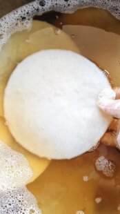 特价正宗红茶菌菌种海宝菌母菌种醋蛾子俗称胃宝康普茶手工发酵