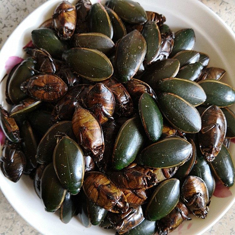 金边龙虱中药材 龙虱克 龙虱粉 水鳖虫 射尿龟 正品100克 2件包邮