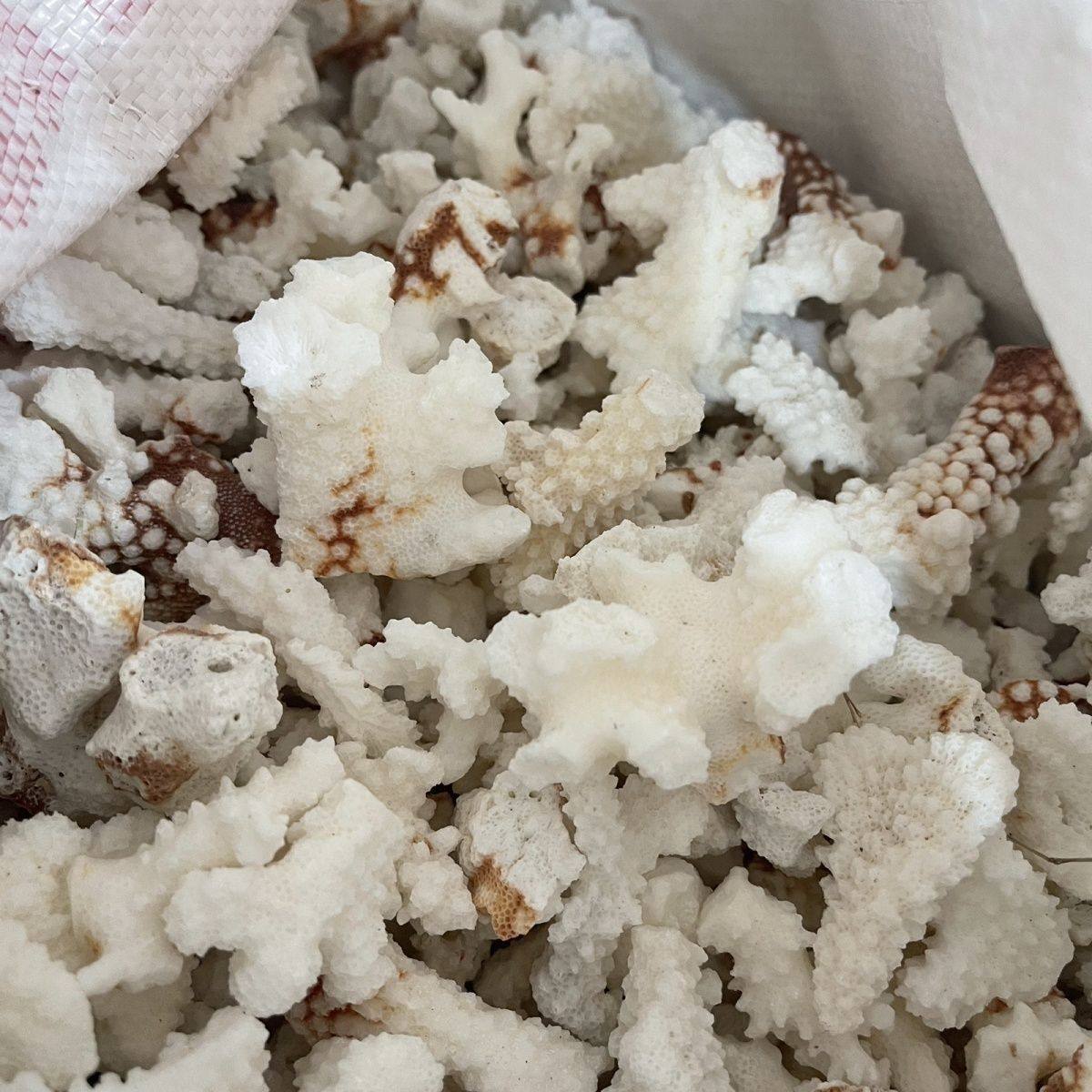 天然白珊瑚500克礁珊瑚块5珊瑚骨珊瑚石造景底砂鱼池过滤鱼缸摆件