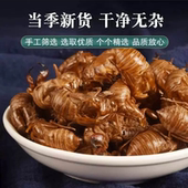 包邮 水洗蝉蜕虫蜕500克 知了皮蝉蜕 蝉衣 中药材特级蝉蜕知了皮