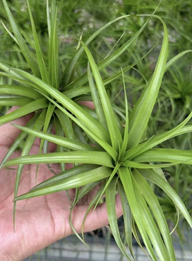 空气凤梨（绿色贝可利）