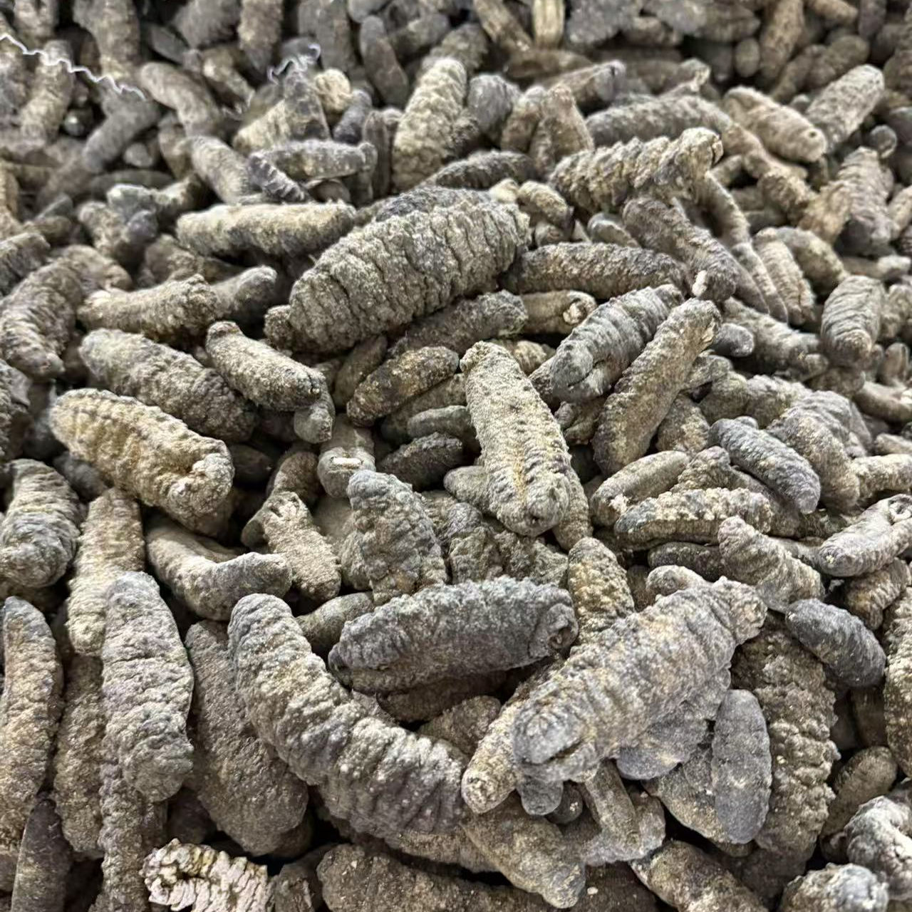南美靴参荔枝参干货礼盒500g海参