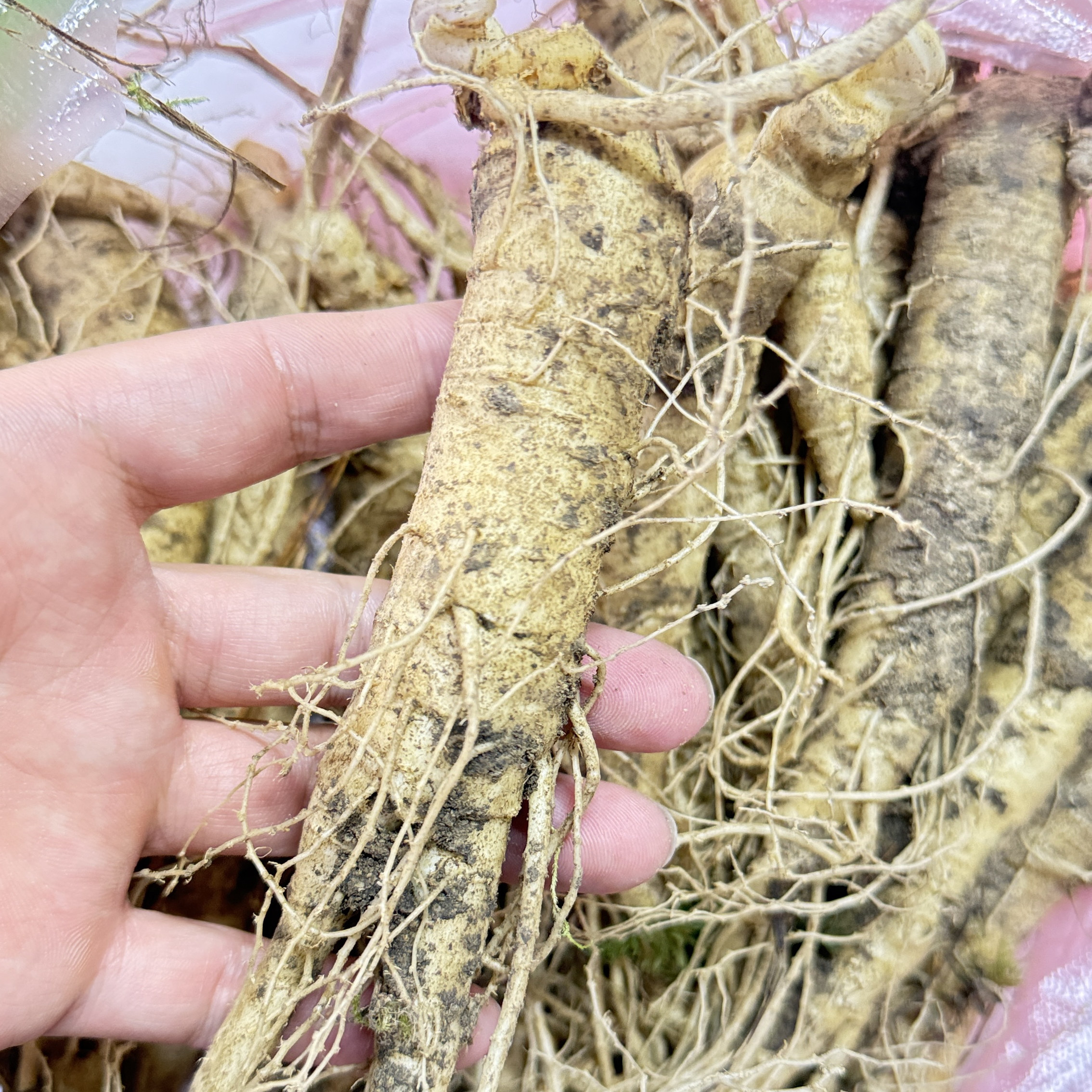 长白山人参新鲜西洋参花旗参500g