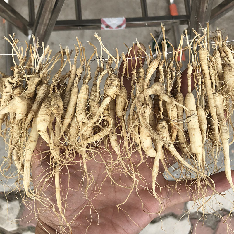 酒参残参移山参长白山林下参