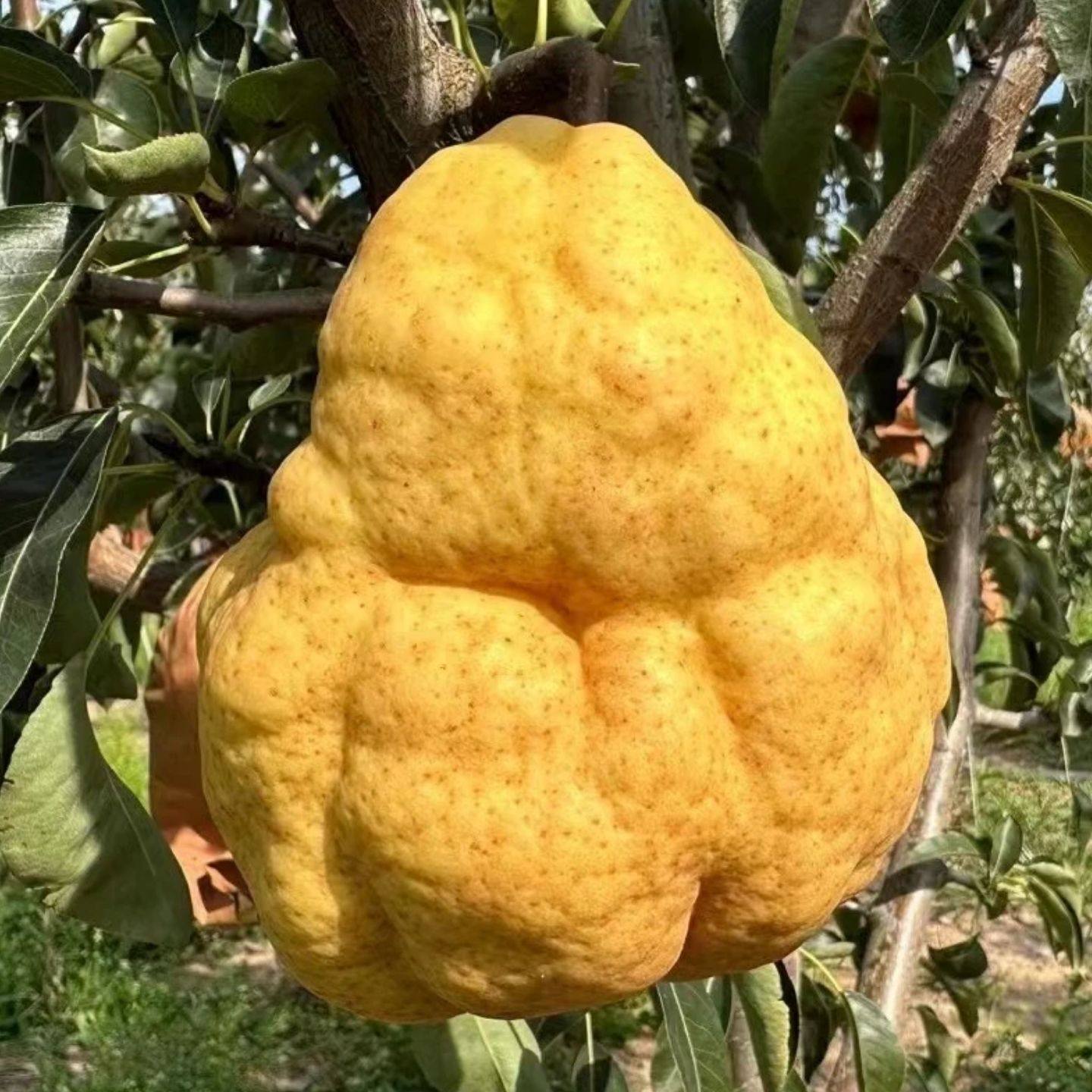 中华丑梨山东烟台太婆梨现摘香甜软糯甜香梨孕妇当季新鲜水果包邮,水产肉类/新鲜蔬果/熟食,梨,淘宝优惠券,粉丝福利购,淘宝优惠卷