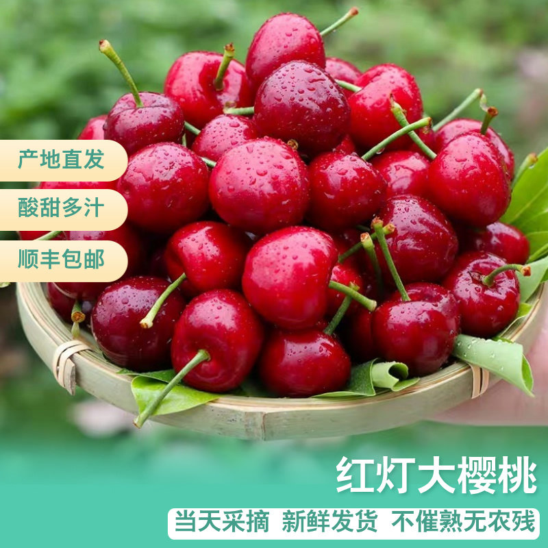 山东红灯大樱桃现摘现发烟台国产车厘子酸甜可口新鲜水果空运包邮