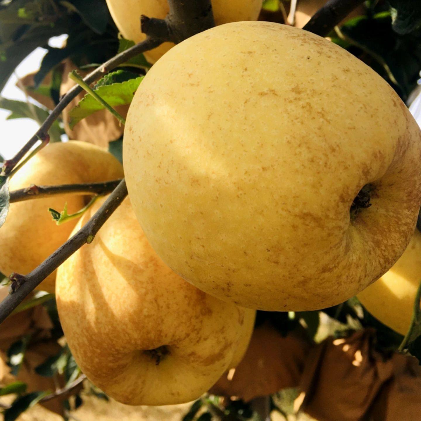 苹果黄金维纳斯山东丑苹果当季脆甜清香多汁锈斑孕妇当季包邮水果