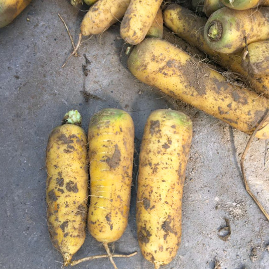 新鲜果蔬黄胡萝卜脆黄萝卜新疆手抓饭萝卜应季蔬菜现挖黄萝卜