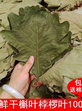 野生新鲜粽叶干粽叶柞树叶槲叶菠萝叶桲椤叶精选大号胡叶100片/份