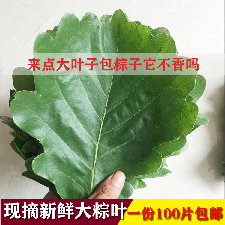 新鲜粽叶现摘现发大粽叶桲椤叶纯天然槲叶端午节包粽子100片包邮