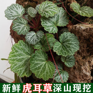 新鲜虎耳草盆栽苗金丝荷叶猫耳朵植物盆景花卉室内庭院种植中药材