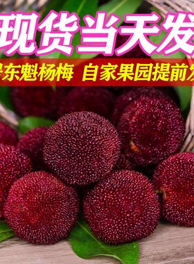 【现货速发】仙居高山东魁杨梅甜