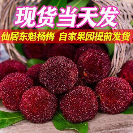 现货速发】正宗大棚仙居东魁杨梅新鲜当季孕妇水果现摘现发礼盒装