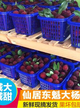 【8A级大果】正宗仙居东魁杨梅新鲜当季孕妇水果90颗礼盒装顺丰