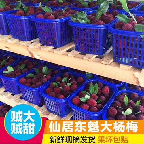 新鲜发货仙居东魁杨梅大果新鲜