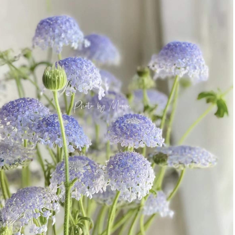 紫色翠珠鲜花云南基地直发鲜切花家用瓶插花束真花顺丰包邮生日礼