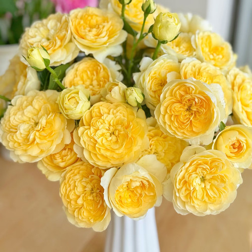 蜜柚汁阳台多头玫瑰鲜花家庭水养瓶插花云南基地直发顺丰冷链真花