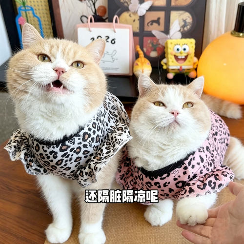 猫咪衣服春秋新款德绒可牵引防掉毛豹纹背心金渐层缅因布偶蓝猫
