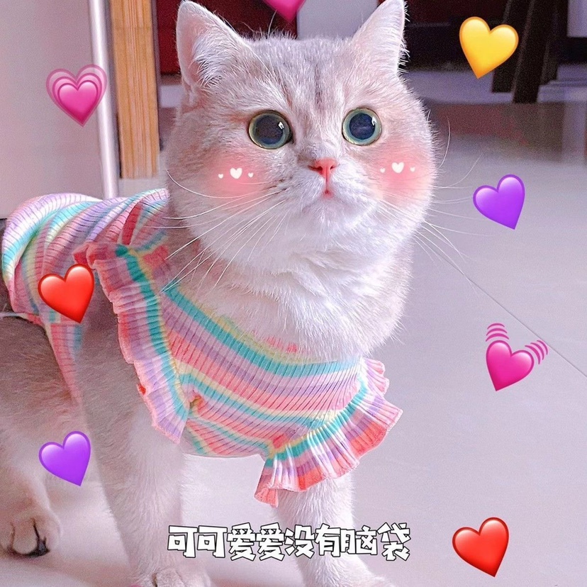 金渐层猫咪衣服薄款防掉毛