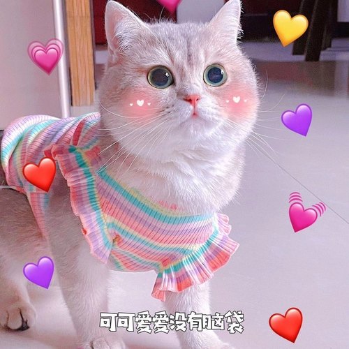 金渐层猫咪衣服薄款防掉毛