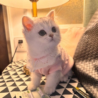 宠物猫咪衣服秋冬季公主风