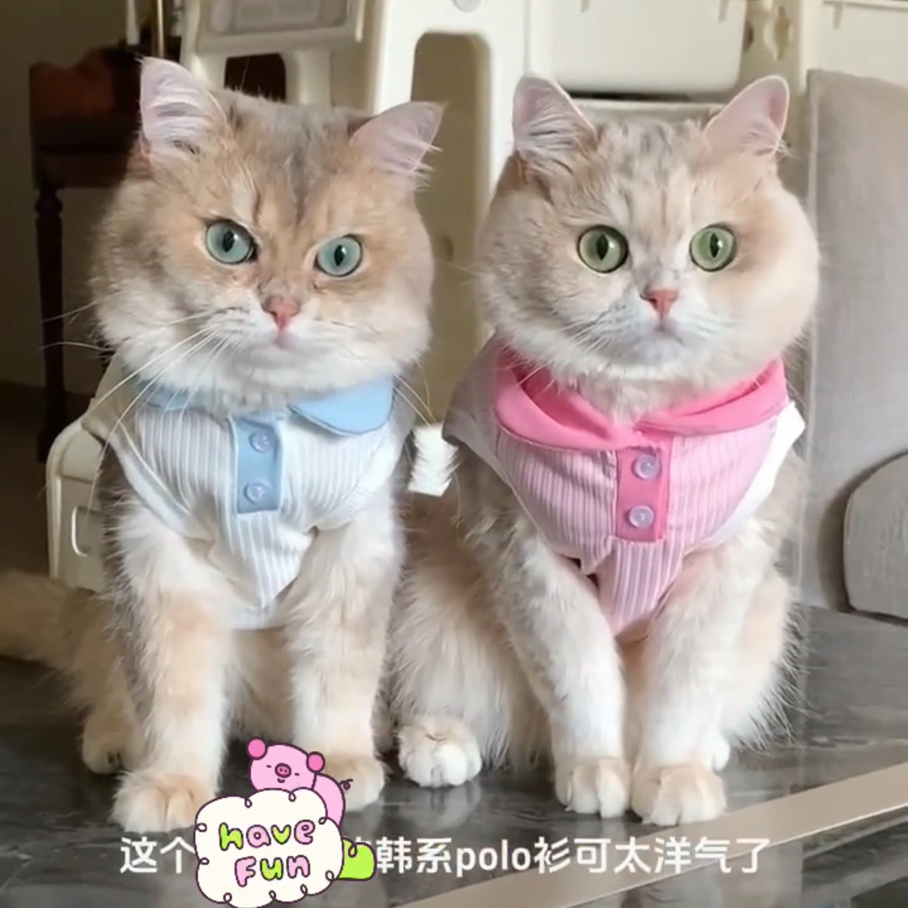 猫咪衣服夏季秋天粉色公主风防掉毛金渐层缅因布偶幼猫宠物polo衫