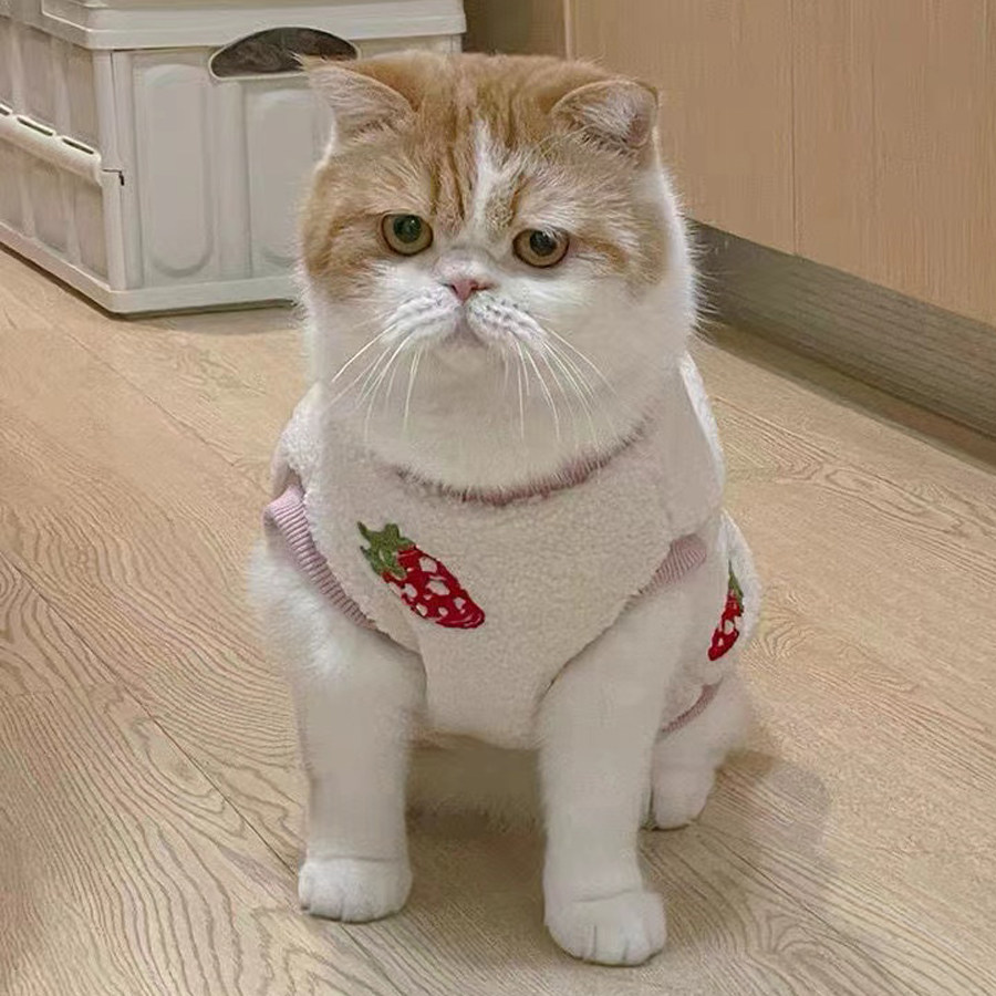 金渐层猫衣服冬季保暖公主可爱防掉毛英短斯芬克斯橘猫短腿猫衣服