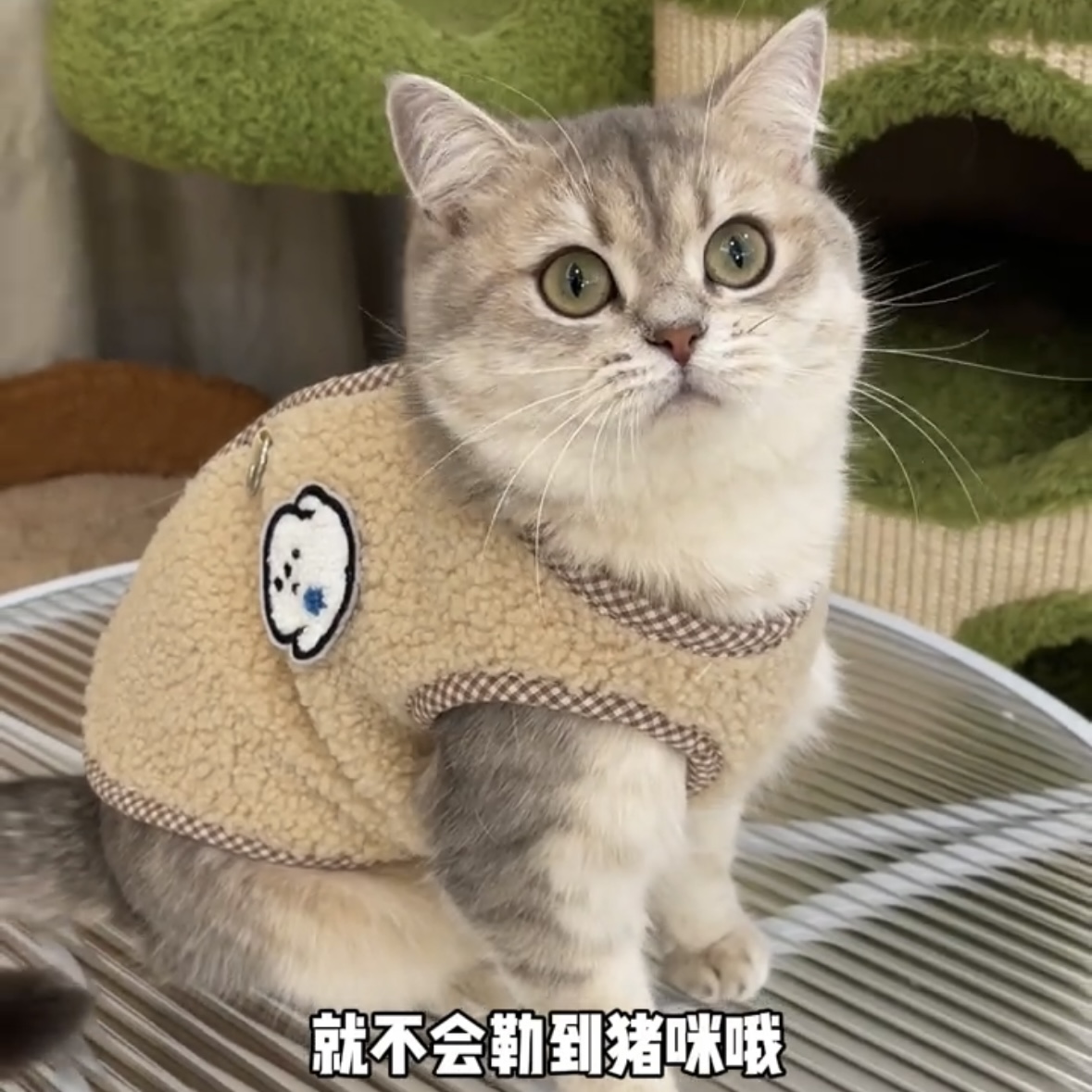 猫咪衣服可牵引防掉毛后背开扣布偶蓝猫金渐层宠物冬季保暖马甲