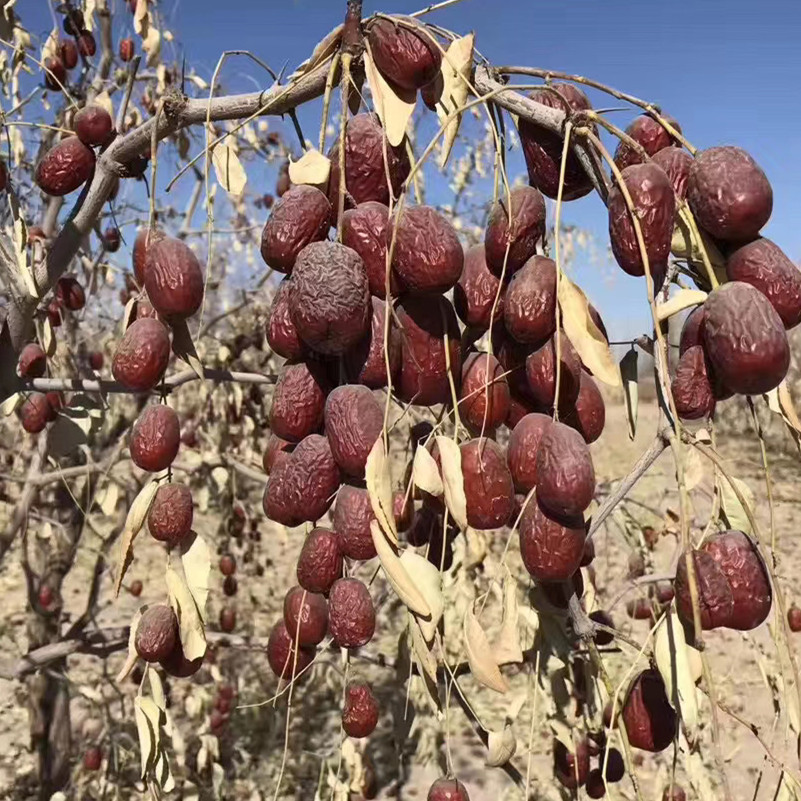 【美轩枣园】自家枣园种植新疆若羌灰枣吊干枣500克25年新枣