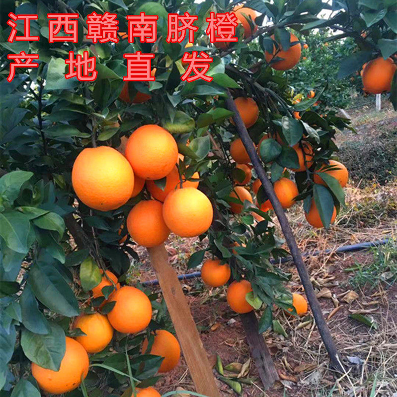 酸甜可口饱满多汁 江西赣南脐橙 橙子