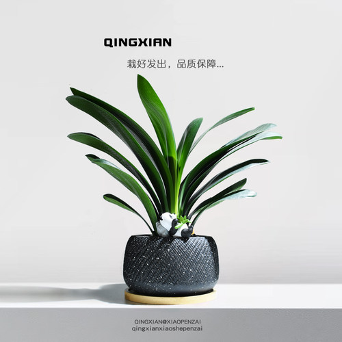 乔迁开业送礼礼物桌面好养植物