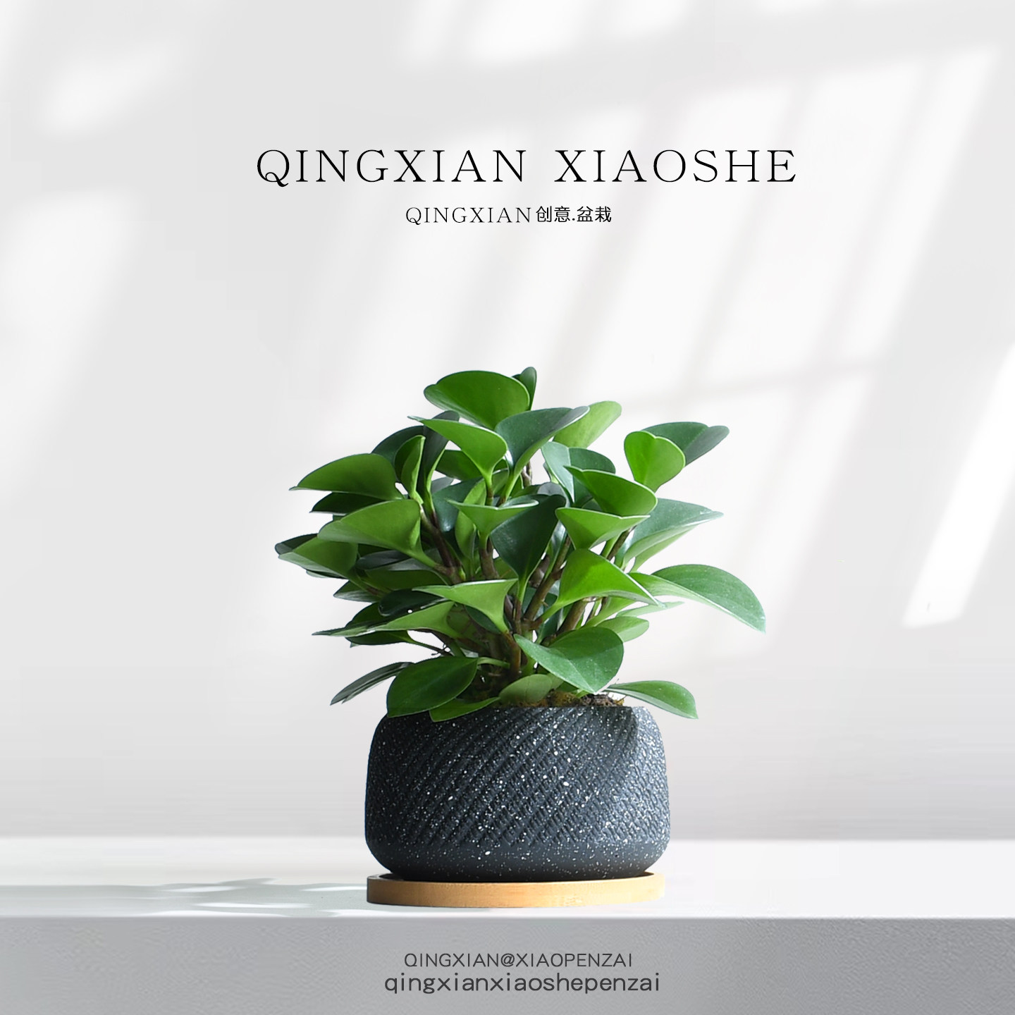 碧玉室内耐阴好养鸭脚木桌面绿植图片