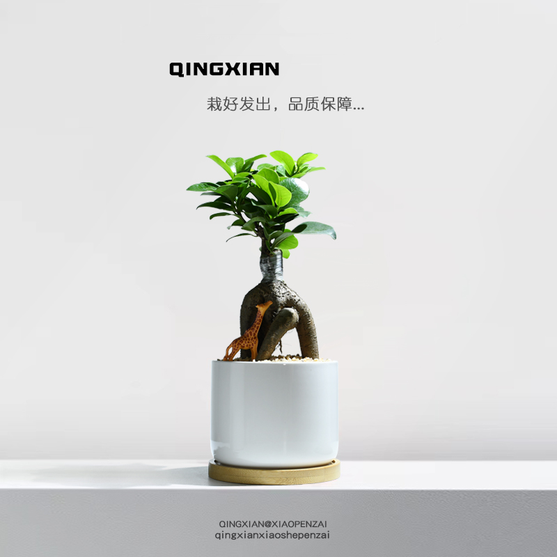 人参榕树桌面盆栽室内客厅耐阴绿植阳台花卉办公室四季常青小植物