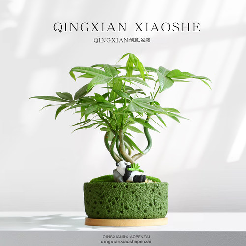 发财树桌面盆栽招财绿植礼物