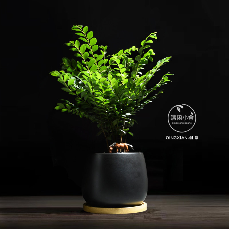 小叶紫檀盆栽办公室桌面花卉室内黑骨茶盆景植物树苗四季常青绿