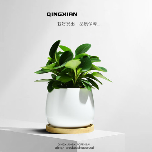 碧玉小盆栽室内耐阴好养创意植物