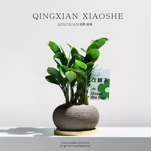 金钱树桌面小盆栽办公室招财摇钱树室内净化空气绿植耐阴好养植物