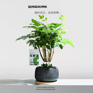 幸福树室内盆栽四季常青绿宝植物办公室桌面绿植平安树好养活花卉