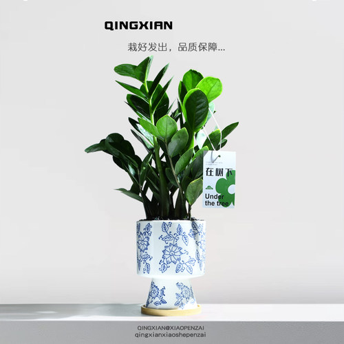 金钱树招财植物室内耐阴好养绿植