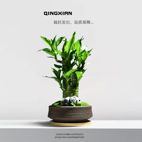 四支文昌竹创意盆栽富贵竹植物