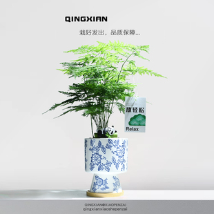 文竹室内盆栽客厅桌面好养植物创意禅意盆景云竹花卉四季常青绿植