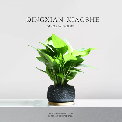 绿萝客厅盆栽室内吸甲醛绿植