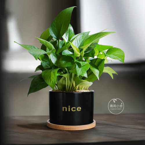 绿萝耐阴室内净化空气好养小绿植