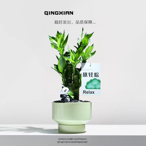 富贵竹室内植物文昌竹创意礼物