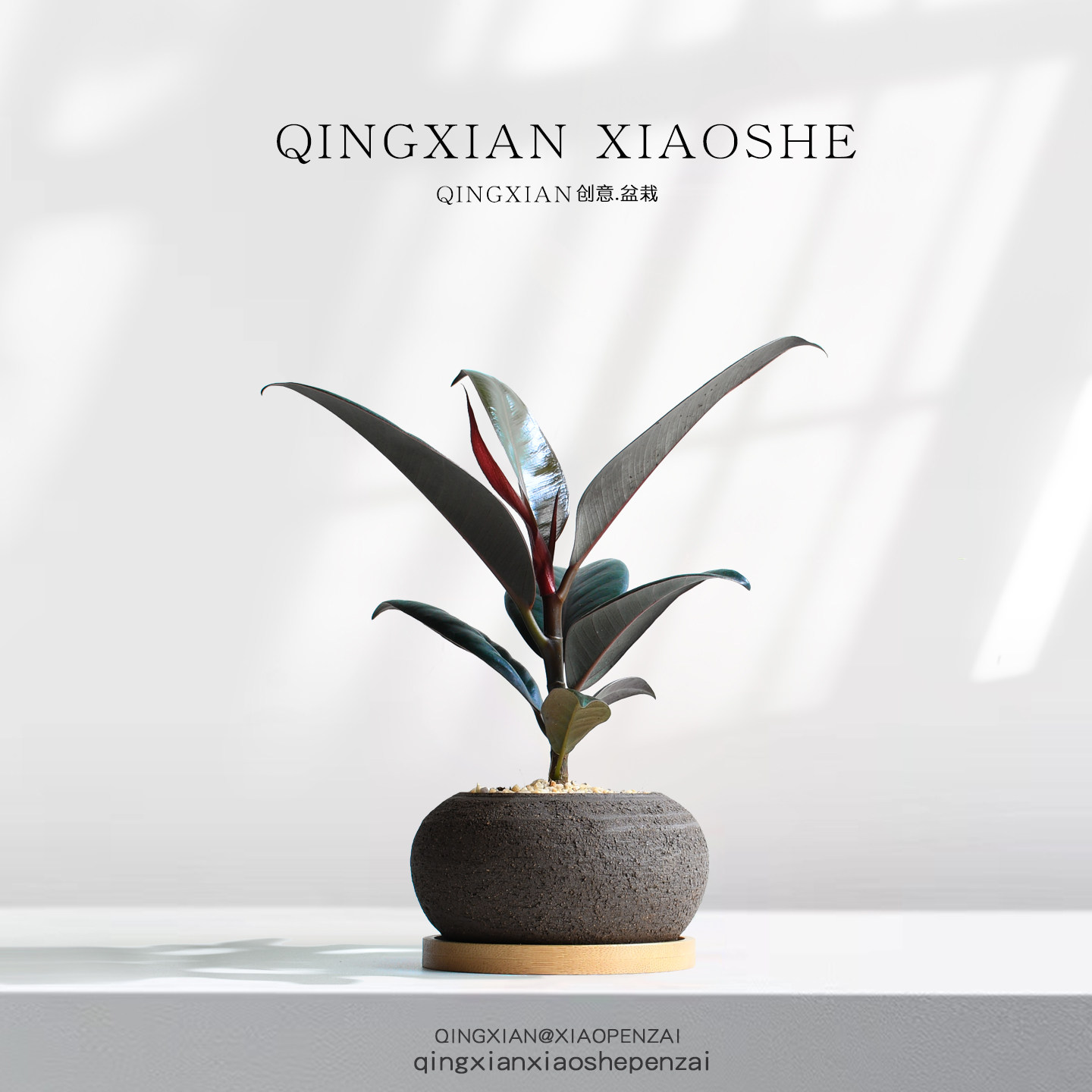 黑金刚室内耐阴好养橡皮树植物图片